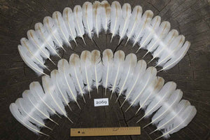 40 Pcs Turkey Wing Feathers, Fly Tying Material,Craft Feathers,Natural Turkey Feathers (2069)