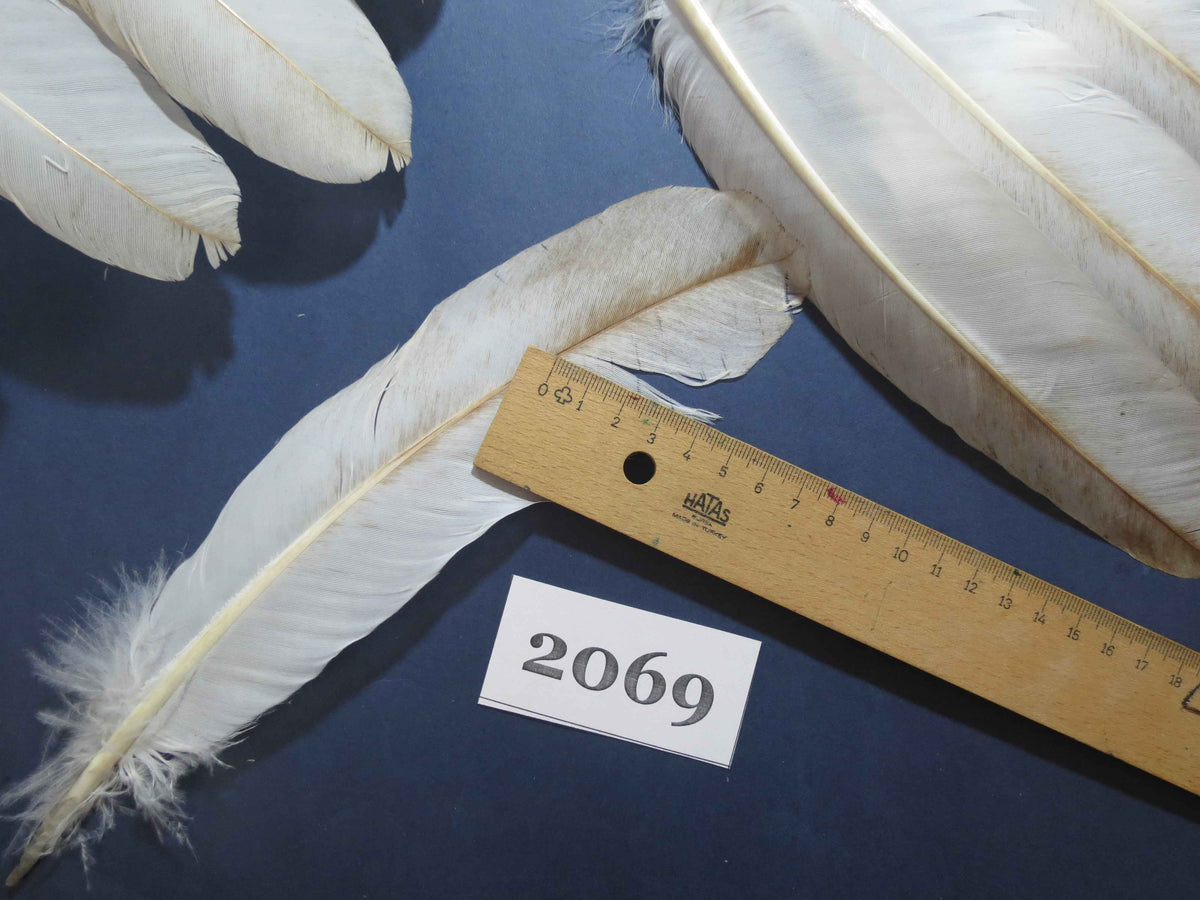 40 Pcs Turkey Wing Feathers, Fly Tying Material,Craft Feathers,Natural Turkey Feathers (2069)
