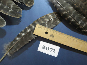40 Pcs Turkey Wing Feathers, Fly Tying Material,Craft Feathers,Natural Turkey Feathers (2071)
