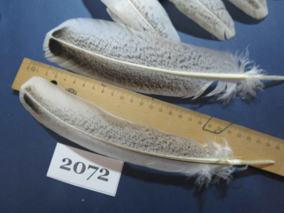 36 Pcs Turkey Wing Feathers, Fly Tying Material,Craft Feathers,Natural Turkey Feathers (2072)