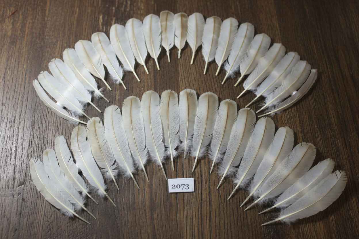 38 Pcs Turkey Wing Feathers, Fly Tying Material,Craft Feathers,Natural Turkey Feathers (2073)