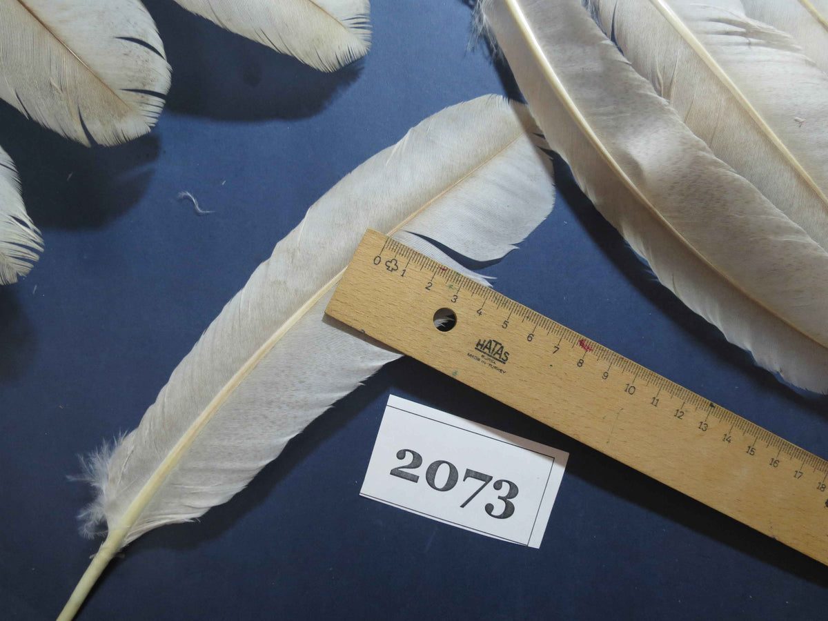 38 Pcs Turkey Wing Feathers, Fly Tying Material,Craft Feathers,Natural Turkey Feathers (2073)