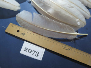 38 Pcs Turkey Wing Feathers, Fly Tying Material,Craft Feathers,Natural Turkey Feathers (2073)
