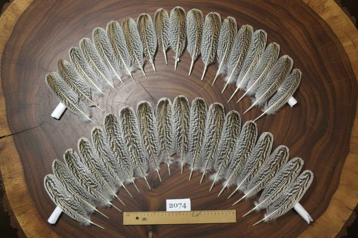 36 Pcs Turkey Wing Feathers, Fly Tying Material,Craft Feathers,Natural Turkey Feathers (2074)