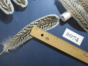 36 Pcs Turkey Wing Feathers, Fly Tying Material,Craft Feathers,Natural Turkey Feathers (2074)
