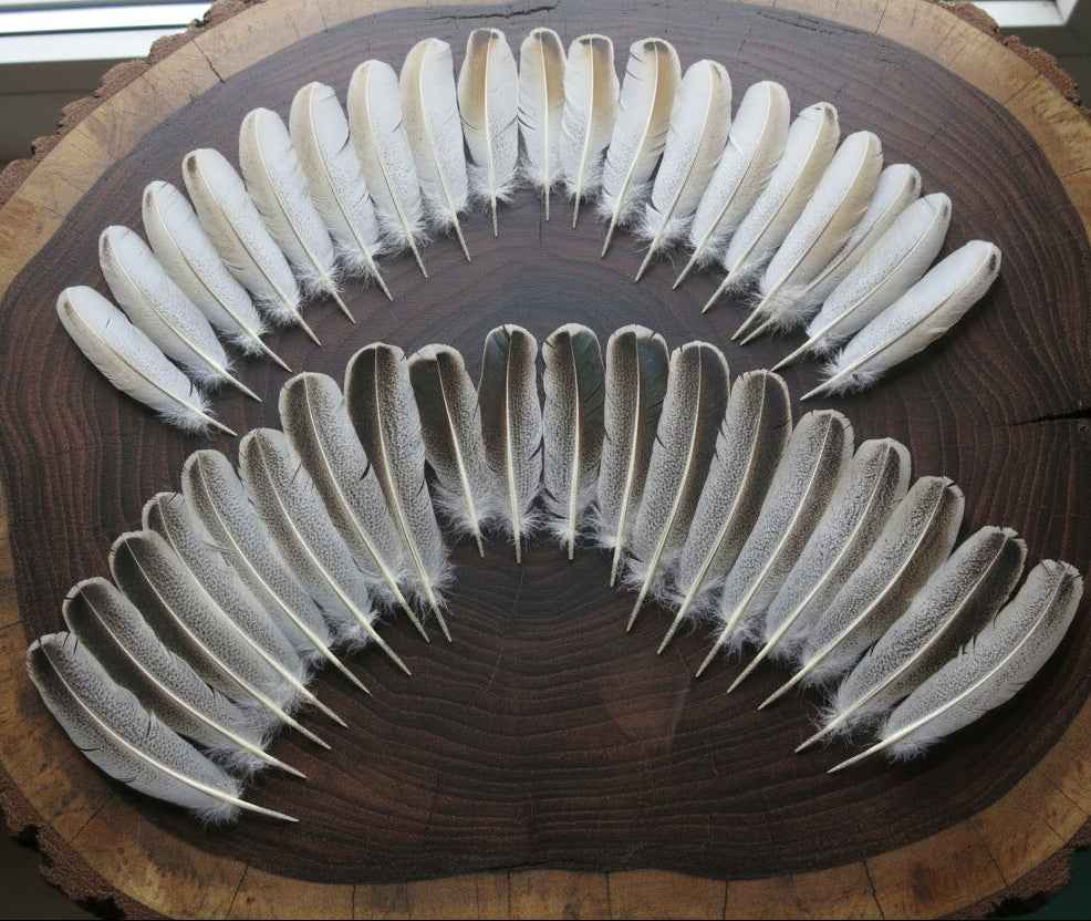 36 Pcs Turkey Wing Feathers, Fly Tying Material,Craft Feathers,Natural Turkey Feathers (2076)