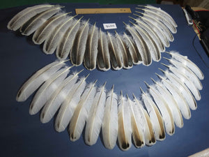 36 Pcs Turkey Wing Feathers, Fly Tying Material,Craft Feathers,Natural Turkey Feathers (2076)