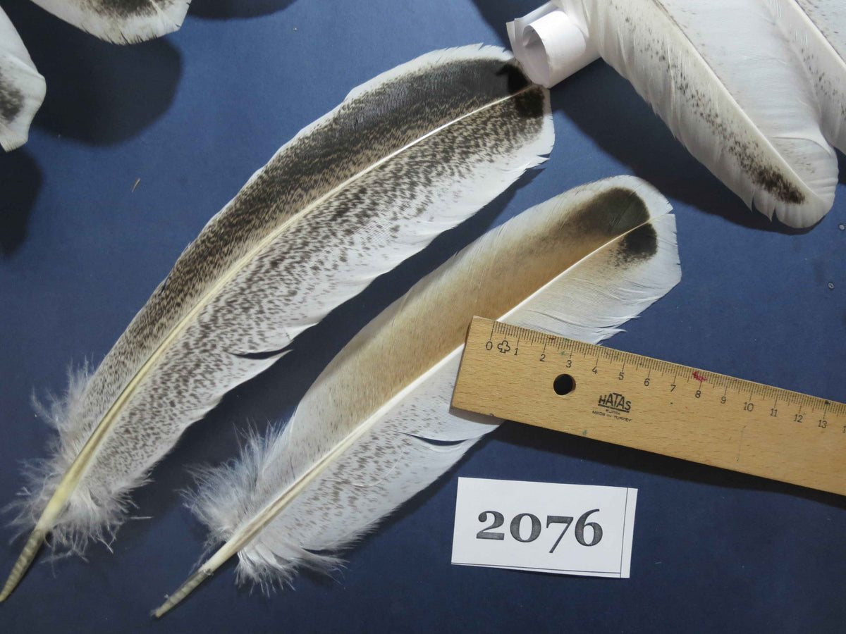 36 Pcs Turkey Wing Feathers, Fly Tying Material,Craft Feathers,Natural Turkey Feathers (2076)