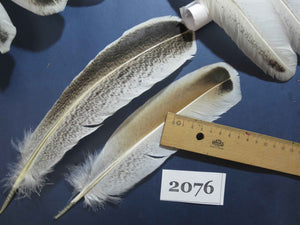 36 Pcs Turkey Wing Feathers, Fly Tying Material,Craft Feathers,Natural Turkey Feathers (2076)