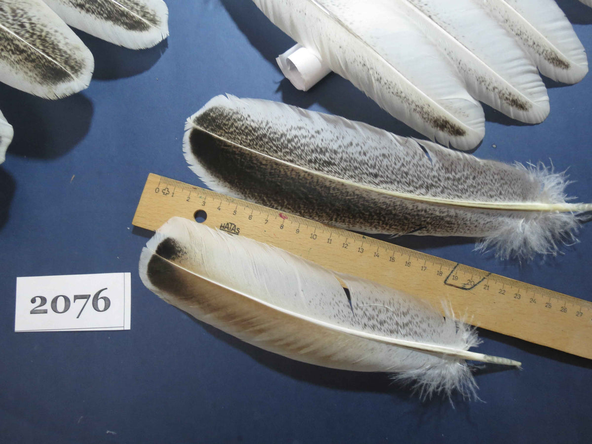 36 Pcs Turkey Wing Feathers, Fly Tying Material,Craft Feathers,Natural Turkey Feathers (2076)