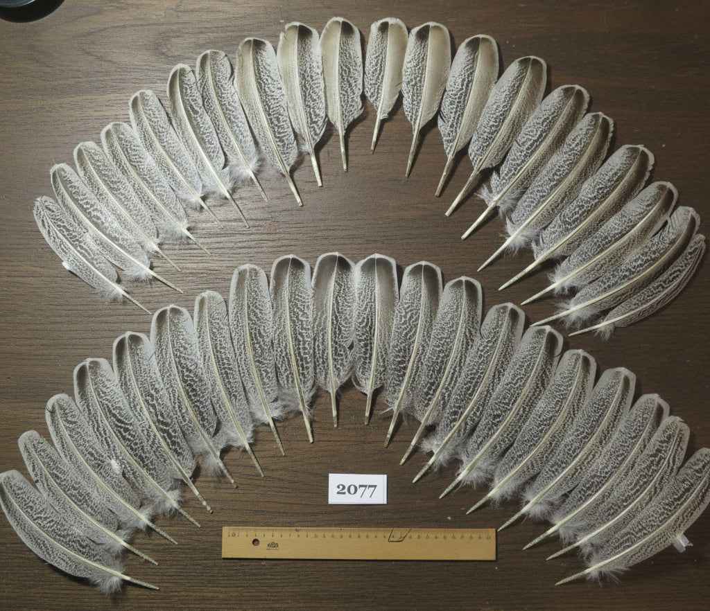40 Pcs Turkey Wing Feathers, Fly Tying Material,Craft Feathers,Natural Turkey Feathers (2077)