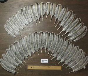 40 Pcs Turkey Wing Feathers, Fly Tying Material,Craft Feathers,Natural Turkey Feathers (2077)