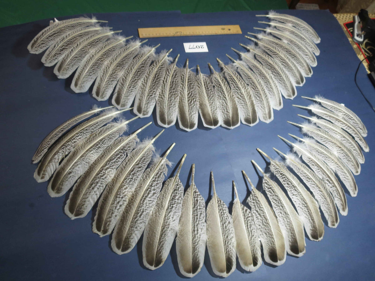 40 Pcs Turkey Wing Feathers, Fly Tying Material,Craft Feathers,Natural Turkey Feathers (2077)
