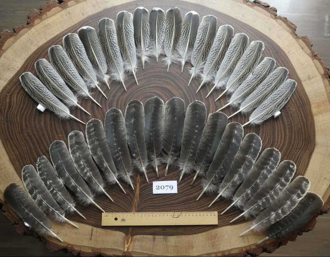 36 Pcs Turkey Wing Feathers, Fly Tying Material,Craft Feathers,Natural Turkey Feathers (2079)