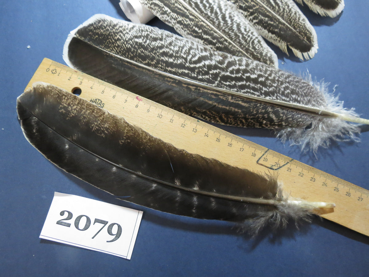 36 Pcs Turkey Wing Feathers, Fly Tying Material,Craft Feathers,Natural Turkey Feathers (2079) DREAMMYFEATHERS