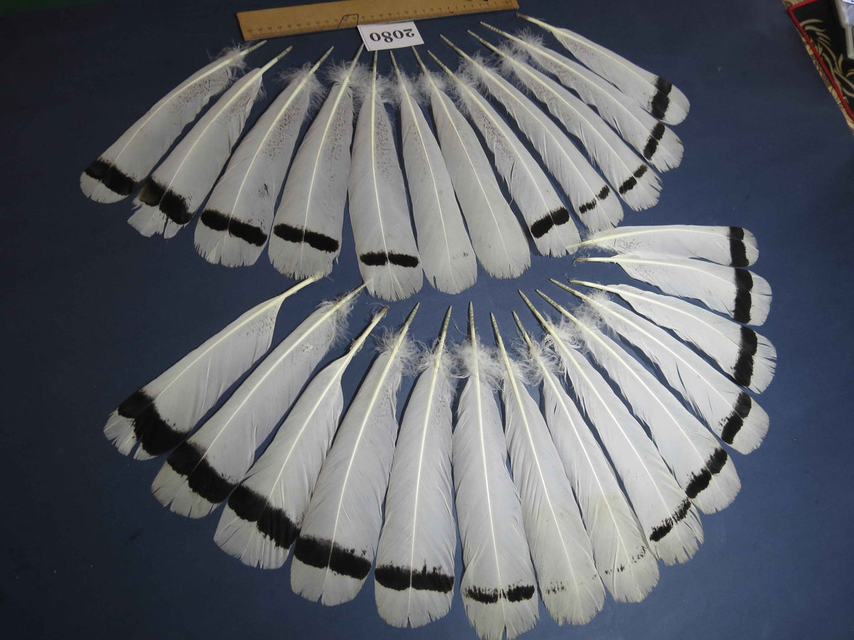 26 Pcs Turkey Tail Feathers, Fly Tying Material,Craft Feathers,Natural Turkey Feathers (2080)