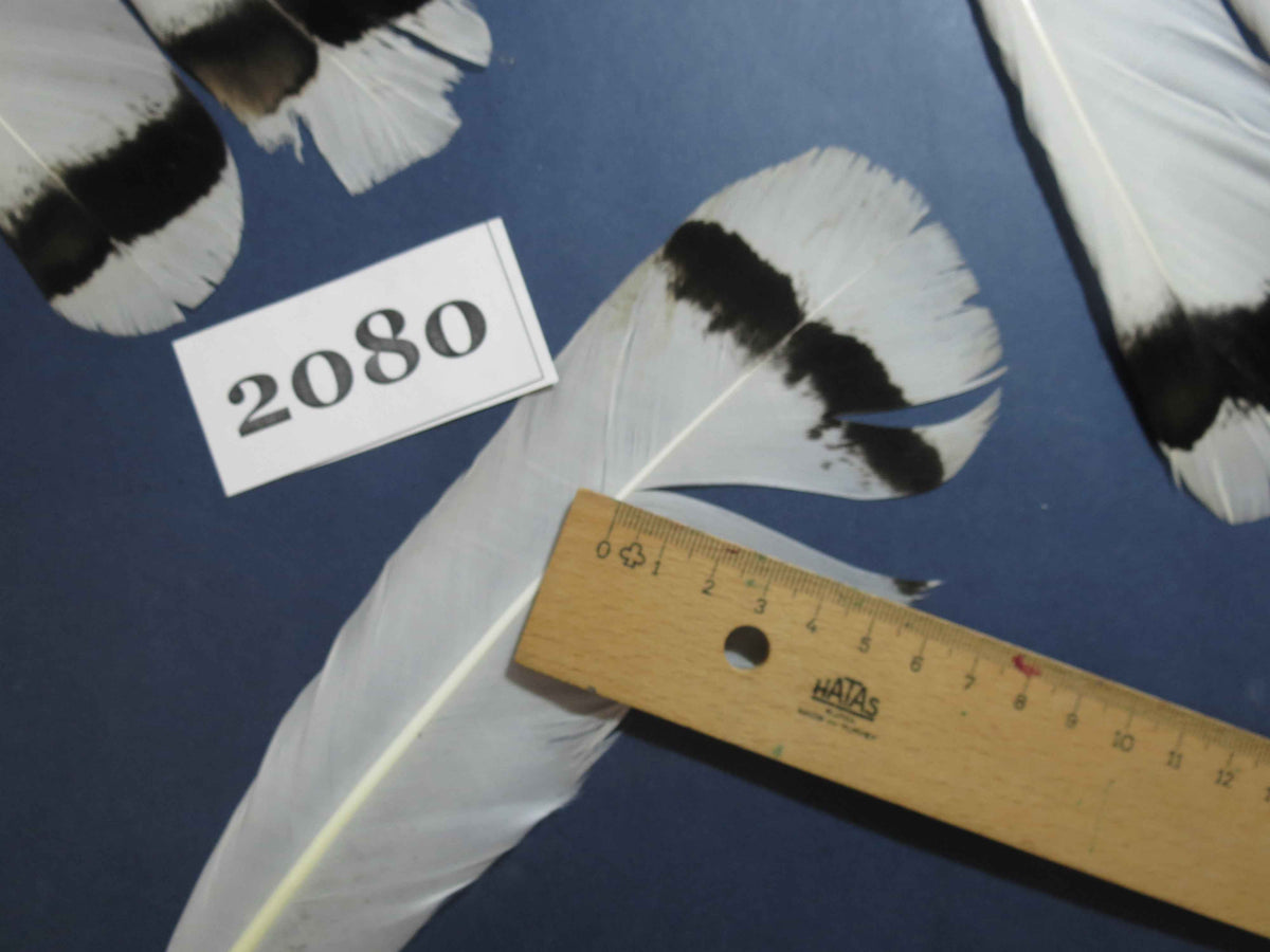 26 Pcs Turkey Tail Feathers, Fly Tying Material,Craft Feathers,Natural Turkey Feathers (2080)