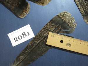 22 Pcs Turkey Tail Feathers, Fly Tying Material,Craft Feathers,Natural Turkey Feathers (2081)