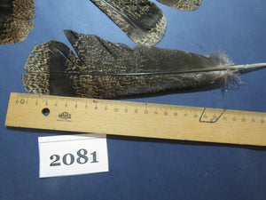 22 Pcs Turkey Tail Feathers, Fly Tying Material,Craft Feathers,Natural Turkey Feathers (2081)