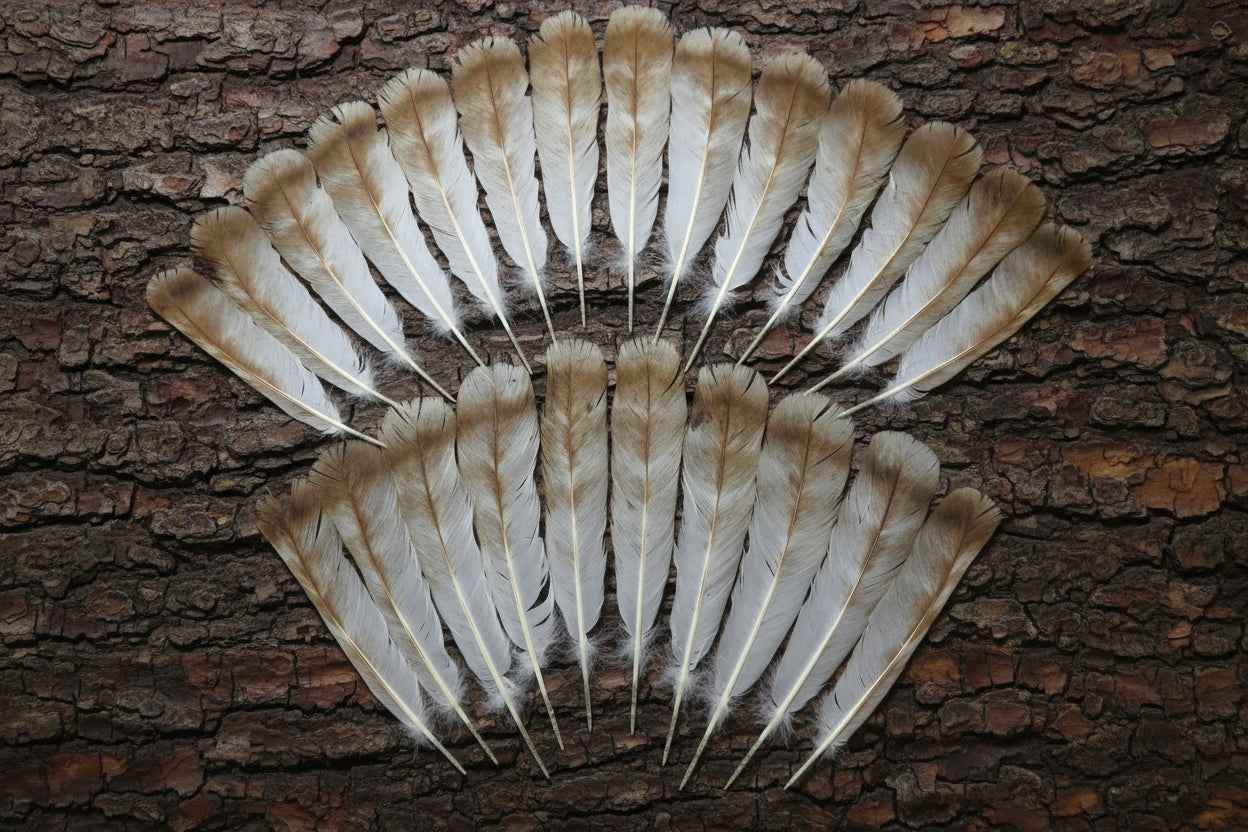 24 Pcs Turkey Tail Feathers, Fly Tying Material,Craft Feathers,Natural Turkey Feathers (2083)