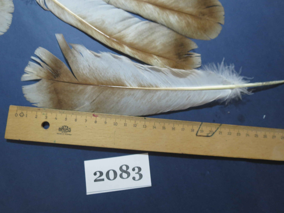 24 Pcs Turkey Tail Feathers, Fly Tying Material,Craft Feathers,Natural Turkey Feathers (2083)