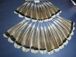 24 Pcs Turkey Tail Feathers, Fly Tying Material,Craft Feathers,Natural Turkey Feathers (2084)