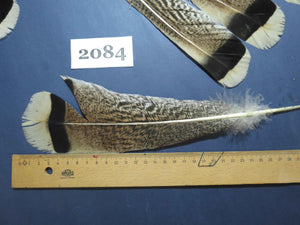 24 Pcs Turkey Tail Feathers, Fly Tying Material,Craft Feathers,Natural Turkey Feathers (2084)
