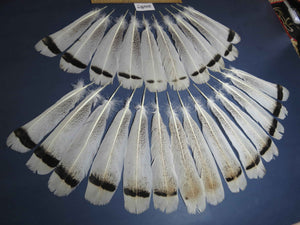 24 Pcs Turkey Tail Feathers, Fly Tying Material,Craft Feathers,Natural Turkey Feathers (2087)