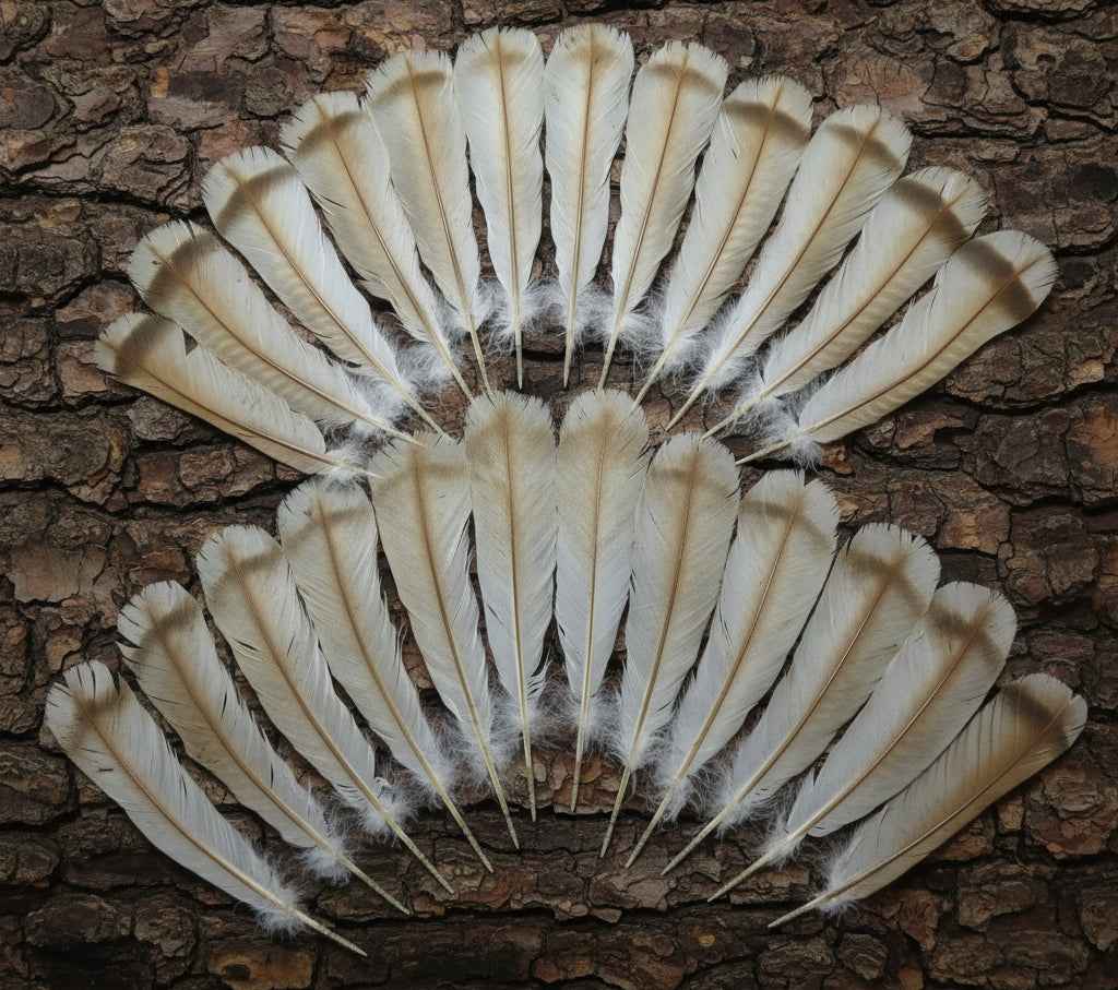 24 Pcs Turkey Tail Feathers, Fly Tying Material,Craft Feathers,Natural Turkey Feathers (2088)