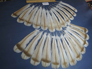 24 Pcs Turkey Tail Feathers, Fly Tying Material,Craft Feathers,Natural Turkey Feathers (2088)