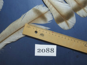 24 Pcs Turkey Tail Feathers, Fly Tying Material,Craft Feathers,Natural Turkey Feathers (2088)
