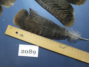 28 Pcs Turkey Tail Feathers, Fly Tying Material,Craft Feathers,Natural Turkey Feathers (2089)