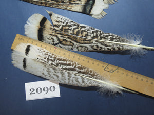 24 Pcs Turkey Tail Feathers, Fly Tying Material,Craft Feathers,Natural Turkey Feathers (2090)
