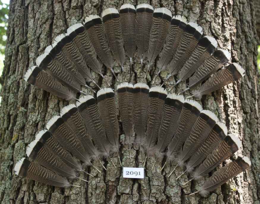 28 Pcs Turkey Tail Feathers, Fly Tying Material,Craft Feathers,Natural Turkey Feathers (2091)