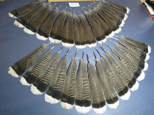 28 Pcs Turkey Tail Feathers, Fly Tying Material,Craft Feathers,Natural Turkey Feathers (2091)