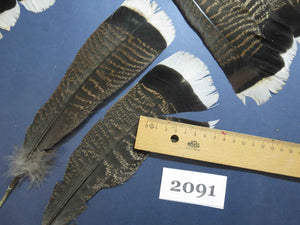 28 Pcs Turkey Tail Feathers, Fly Tying Material,Craft Feathers,Natural Turkey Feathers (2091)