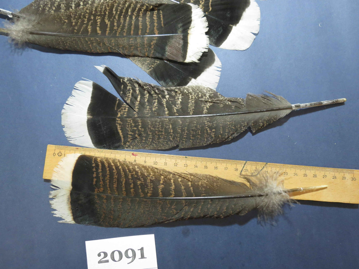 28 Pcs Turkey Tail Feathers, Fly Tying Material,Craft Feathers,Natural Turkey Feathers (2091)