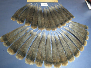 28 Pcs Turkey Tail Feathers, Fly Tying Material,Craft Feathers,Natural Turkey Feathers (2094)