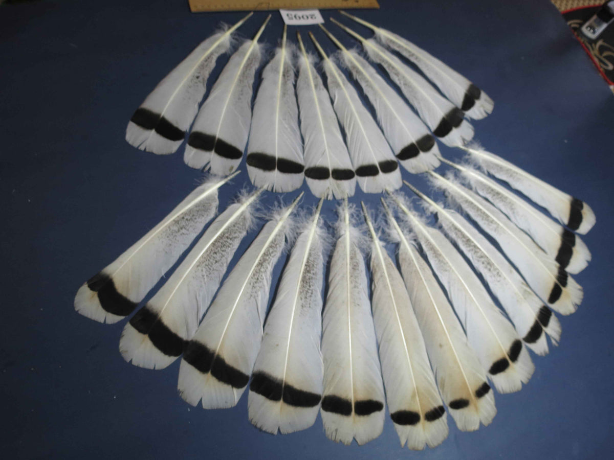 20 Pcs Turkey Tail Feathers, Fly Tying Material,Craft Feathers,Natural Turkey Feathers (2095)
