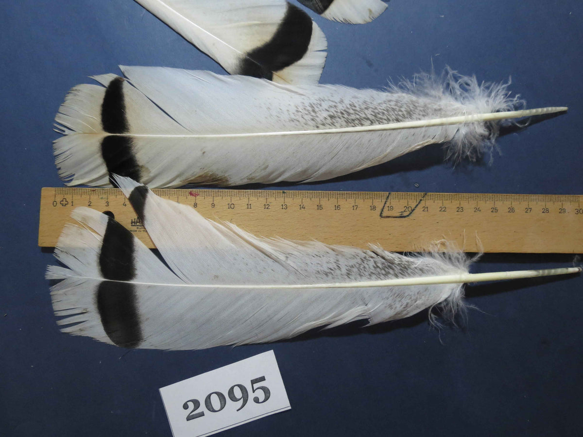 20 Pcs Turkey Tail Feathers, Fly Tying Material,Craft Feathers,Natural Turkey Feathers (2095)