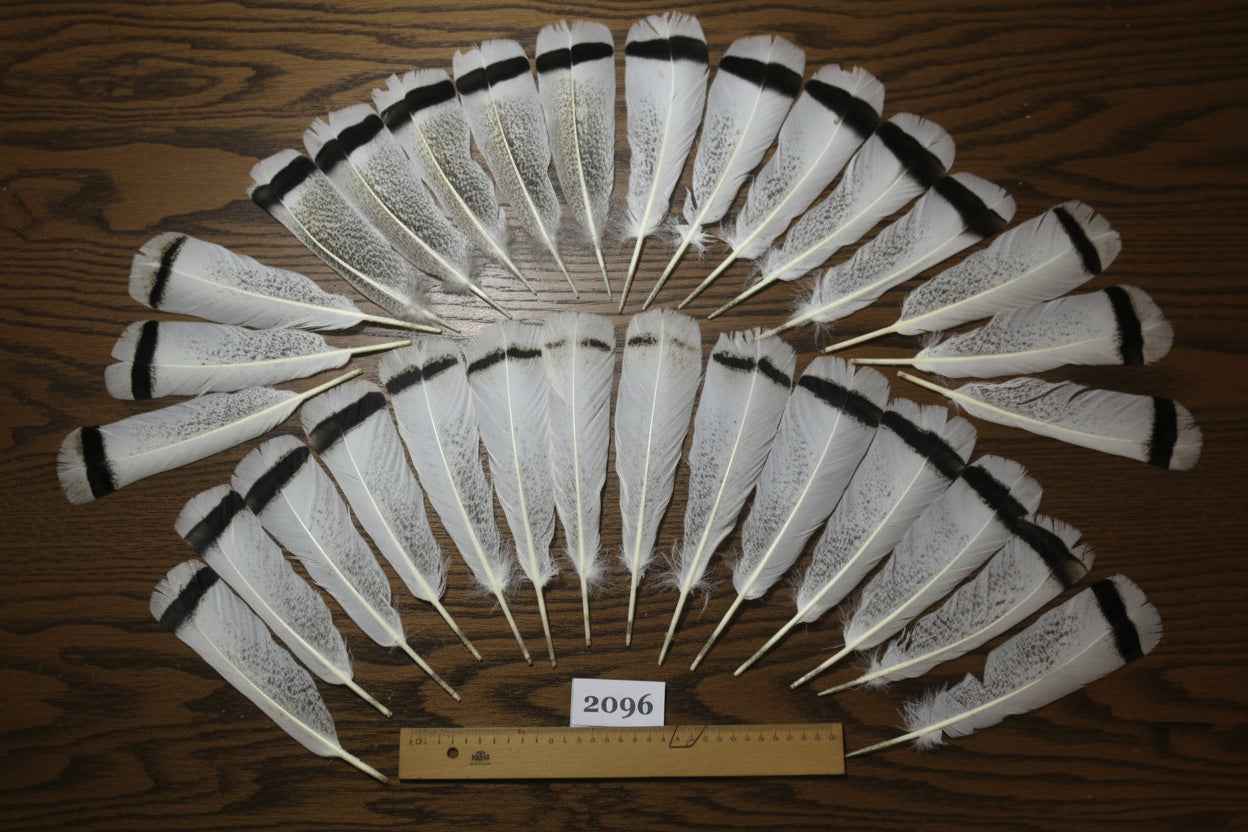 30 Pcs Turkey Tail Feathers, Fly Tying Material,Craft Feathers,Natural Turkey Feathers (2096)