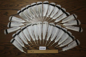 30 Pcs Turkey Tail Feathers, Fly Tying Material,Craft Feathers,Natural Turkey Feathers (2096)