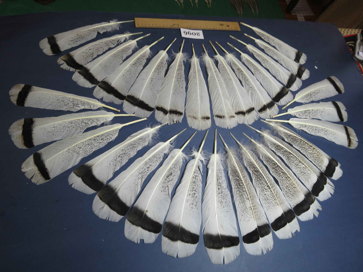30 Pcs Turkey Tail Feathers, Fly Tying Material,Craft Feathers,Natural Turkey Feathers (2096)