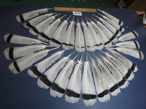 30 Pcs Turkey Tail Feathers, Fly Tying Material,Craft Feathers,Natural Turkey Feathers (2096)