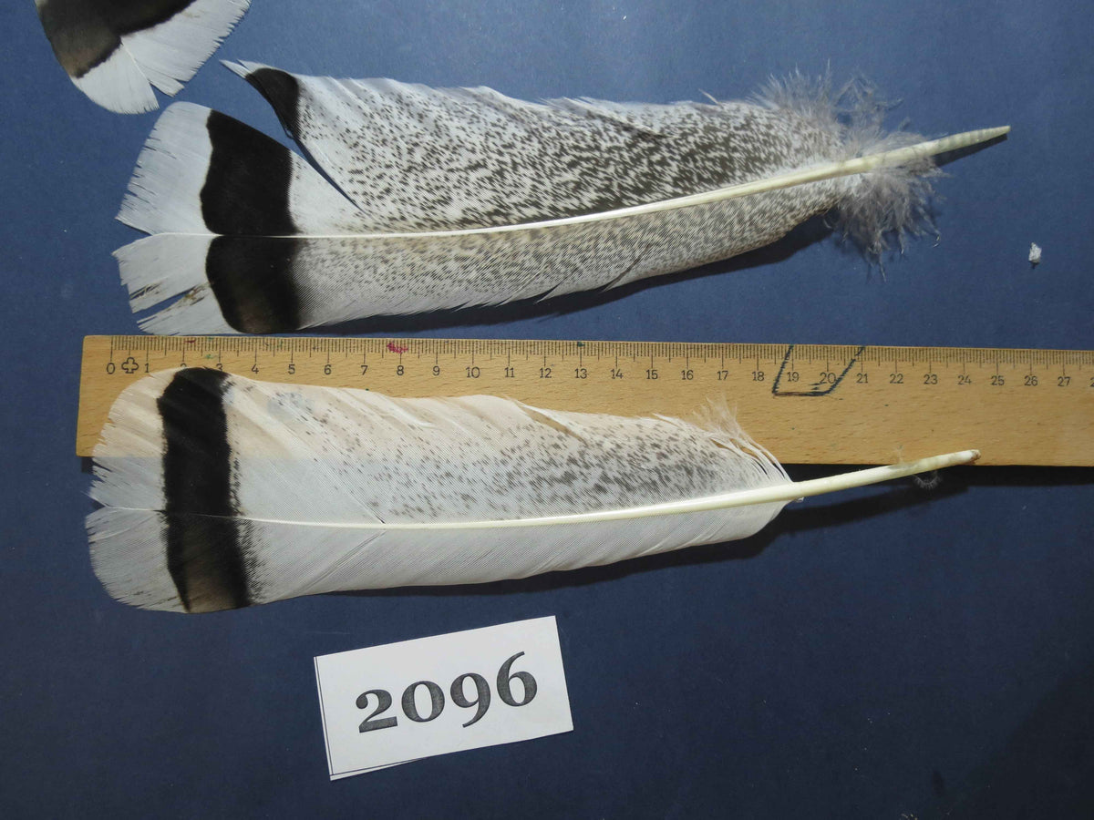 30 Pcs Turkey Tail Feathers, Fly Tying Material,Craft Feathers,Natural Turkey Feathers (2096)
