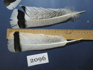 30 Pcs Turkey Tail Feathers, Fly Tying Material,Craft Feathers,Natural Turkey Feathers (2096)
