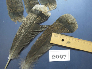 28 Pcs Turkey Tail Feathers, Fly Tying Material,Craft Feathers,Natural Turkey Feathers (2097)
