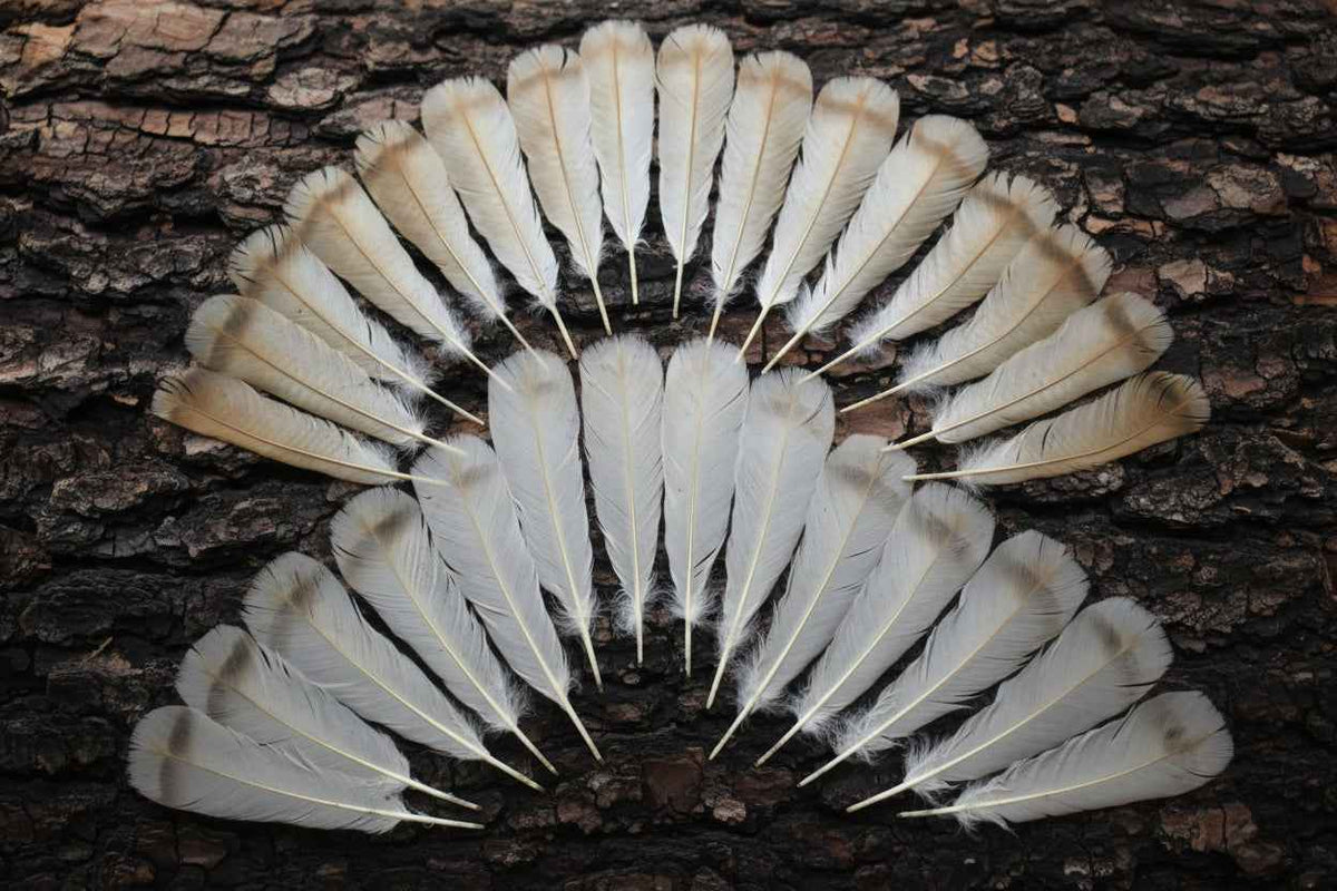 30 Pcs Turkey Tail Feathers, Fly Tying Material,Craft Feathers,Natural Turkey Feathers (2098)