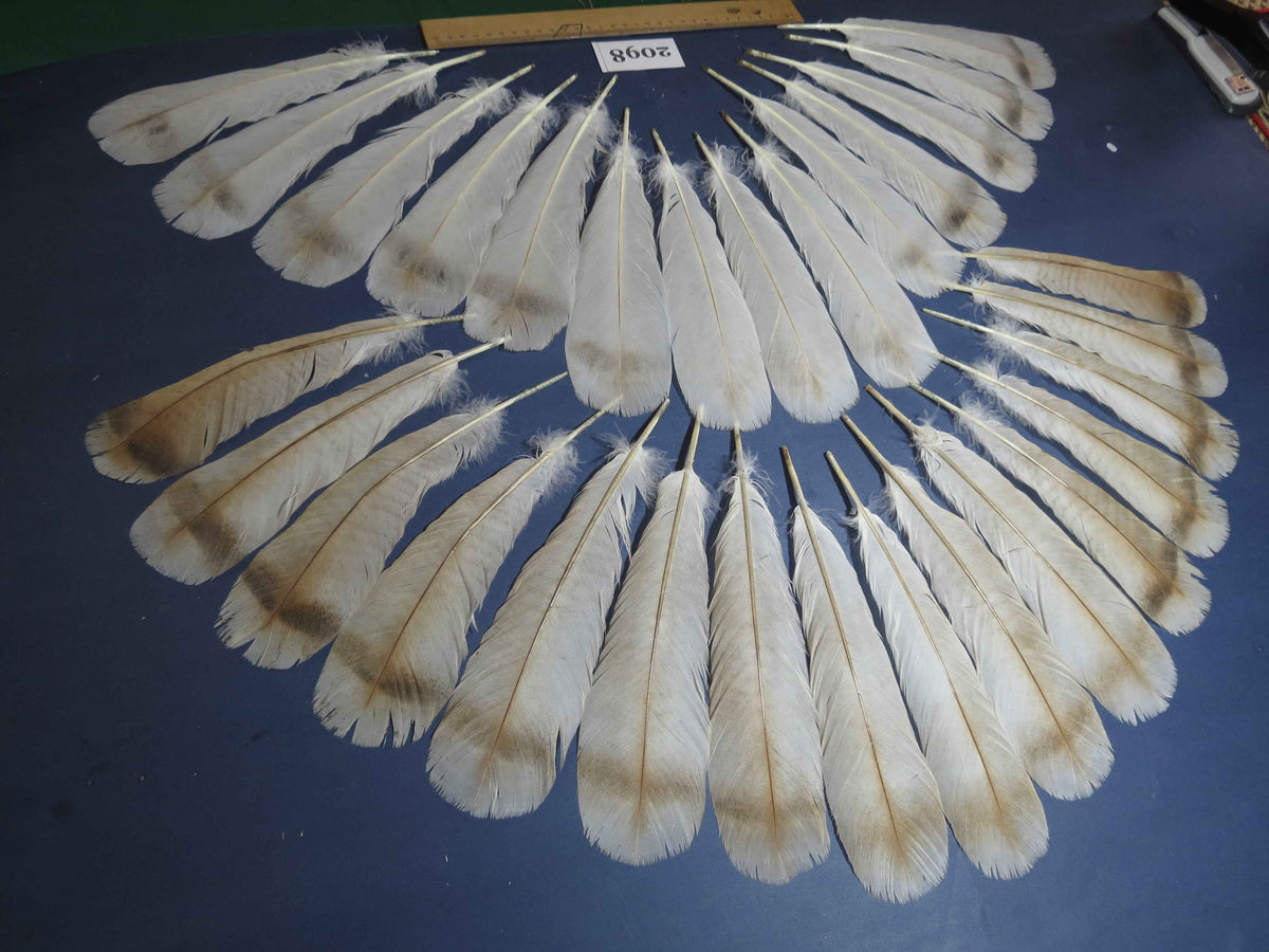30 Pcs Turkey Tail Feathers, Fly Tying Material,Craft Feathers,Natural Turkey Feathers (2098)