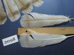 30 Pcs Turkey Tail Feathers, Fly Tying Material,Craft Feathers,Natural Turkey Feathers (2098)